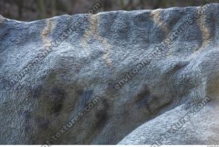 dinosaur skin 0010